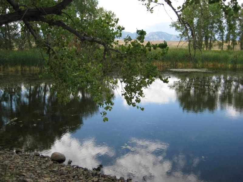 A tranquil scene of a river bank, featuring a large leafy tree branch extending over still water. The surface of the water reflects the blue sky and nearby clouds, while lush green grasses and distant mountains frame the background. Smooth stones line the river's edge, enhancing the serene outdoor atmosphere. Colorado Hills Trail mountain bike trail.