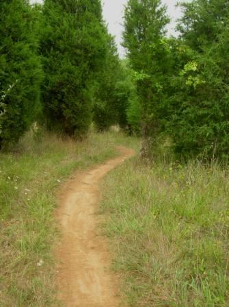 A winding dirt path through a grassy area, flanked by tall green trees on either side. The scene captures a tranquil and natural setting, inviting exploration. Two Creeks Trail Area mountain bike trail.