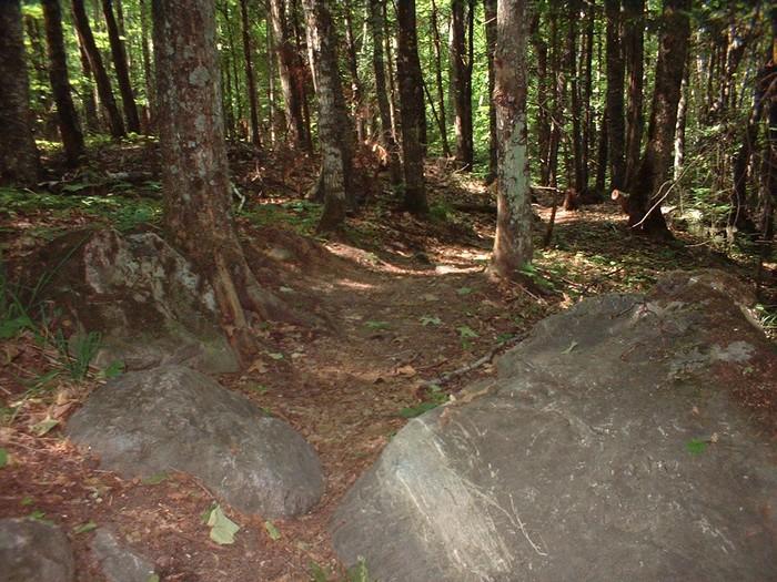 A narrow, winding dirt path leads through a dense forest, surrounded by tall trees with slender trunks. Large rocks are positioned along the trail, and the ground is covered with a layer of fallen leaves and vegetation, creating a natural, serene atmosphere. Sunlight filters through the foliage, casting dappled light on the path. Rock Lake mountain bike trail.