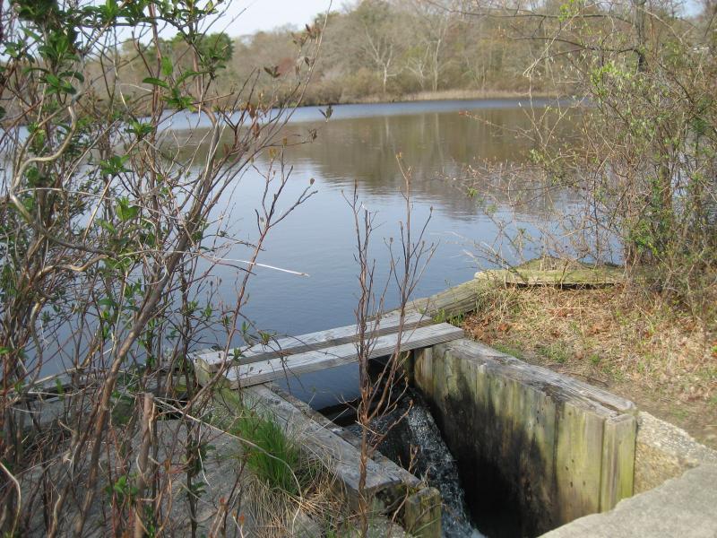 A peaceful view of a calm water body surrounded by trees and shrubs, featuring a wooden boardwalk leading to a small water outlet. The surface of the water reflects the natural surroundings on a clear day. Sans Souci Preserve mountain bike trail.