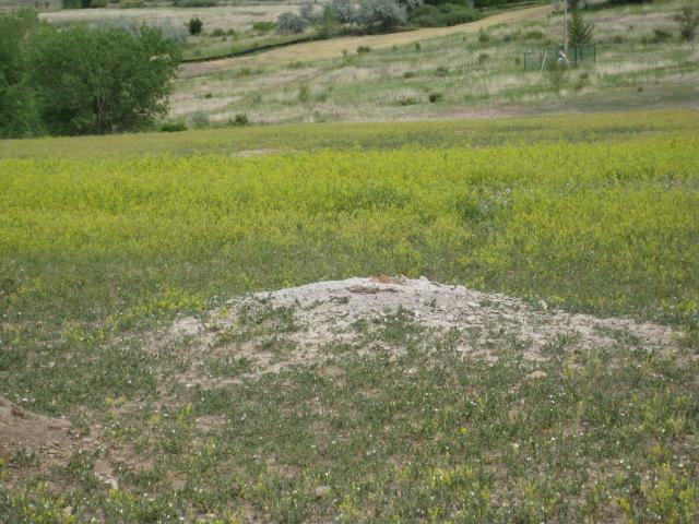 A small dirt mound is situated in a grassy field with a mix of green vegetation and patches of yellow flowers. The background features a gently rolling landscape with sparse trees and shrubs. Standley Lake mountain bike trail.