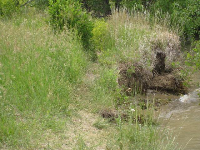 A natural landscape featuring tall grass and shrubs along the edge of a water body, with a visible shoreline and lush greenery in the background. Standley Lake mountain bike trail.