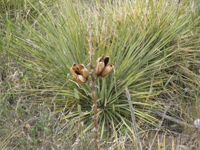 A close-up view of a flowering plant with dried seed pods on a slender stalk, set against a backdrop of long, slender green leaves typical of desert vegetation. The plant appears to be in a natural outdoor setting, showcasing the textures and colors of the surrounding landscape. Standley Lake mountain bike trail.