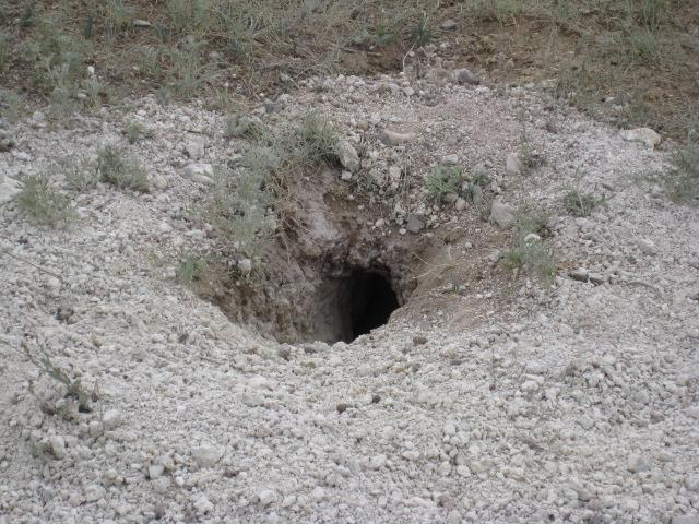 A close-up view of a small, dark burrow in a dry, gravelly area, surrounded by sparse vegetation and small rocks. The opening of the burrow is circular and appears to lead into the ground. Standley Lake mountain bike trail.