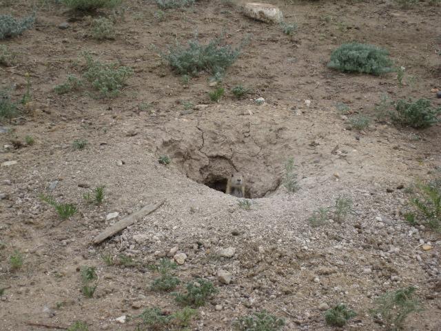 A small burrow in the ground surrounded by sparse vegetation, with a small animal peeking out from the entrance. The area is dry and rocky, with a few scattered plants and a large stone in the background. Standley Lake mountain bike trail.