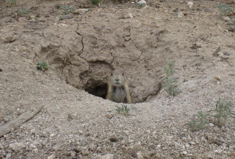 A small mammal peeking out from a burrow in dry, sandy soil, surrounded by sparse vegetation. The animal has a light brown fur coat and is looking directly at the viewer. Standley Lake mountain bike trail.