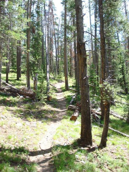 A sunlit forest path winding through tall trees and lush greenery, with fallen branches scattered along the ground. French Creek Canyon mountain bike trail.