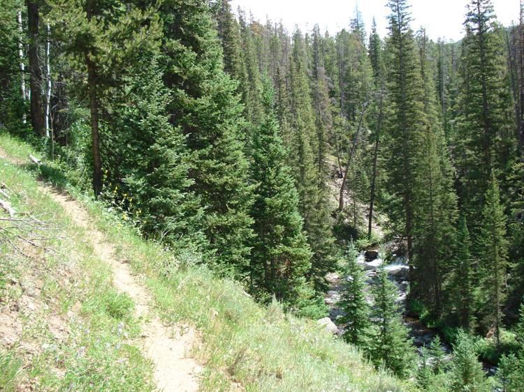 A scenic view of a lush forest with tall evergreen trees, showcasing a winding dirt path alongside a flowing stream. Sunlight filters through the branches, illuminating the vibrant green foliage and the rocky terrain near the water's edge. French Creek Canyon mountain bike trail.