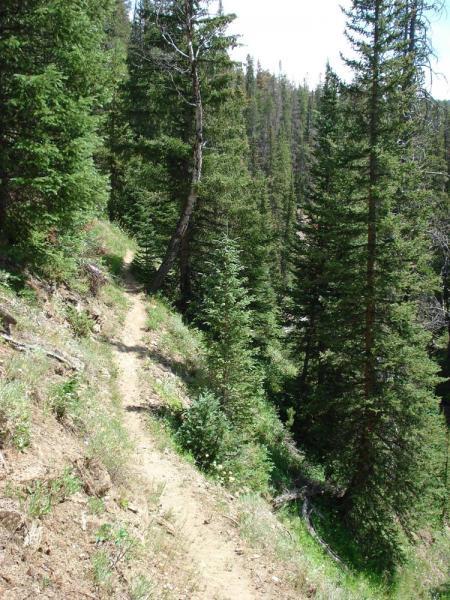 A narrow dirt trail winding through a lush forest of tall evergreen trees, with sunlight filtering through the foliage. The trail is bordered by green underbrush and descends gently into the valley. French Creek Canyon mountain bike trail.