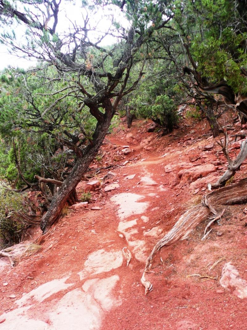 A winding dirt path surrounded by green foliage and rugged terrain, with rocky and reddish-brown ground. The trail is flanked by trees with twisted branches, leading into a natural, forested area. Red Hill mountain bike trail.