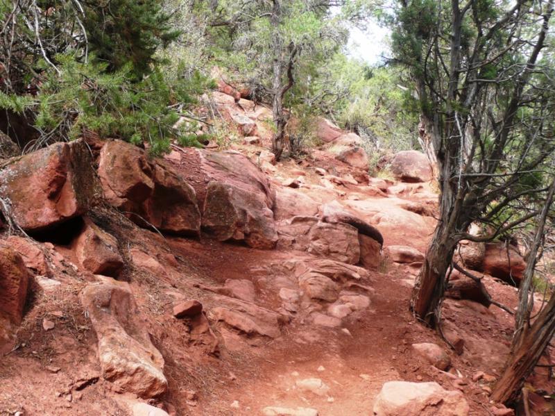 A rocky hiking trail winding through a forest, surrounded by green shrubs and trees. The path is composed of reddish soil and stones, creating a natural and rugged outdoor environment. Red Hill mountain bike trail.