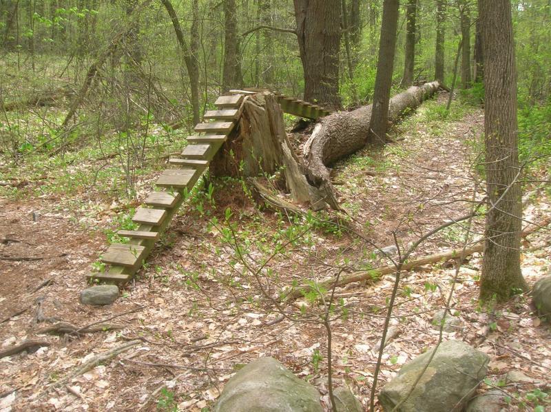 A wooden ramp leading over a fallen tree trunk in a forest, surrounded by greenery and forest floor litter. Landlocked Forest mountain bike trail.