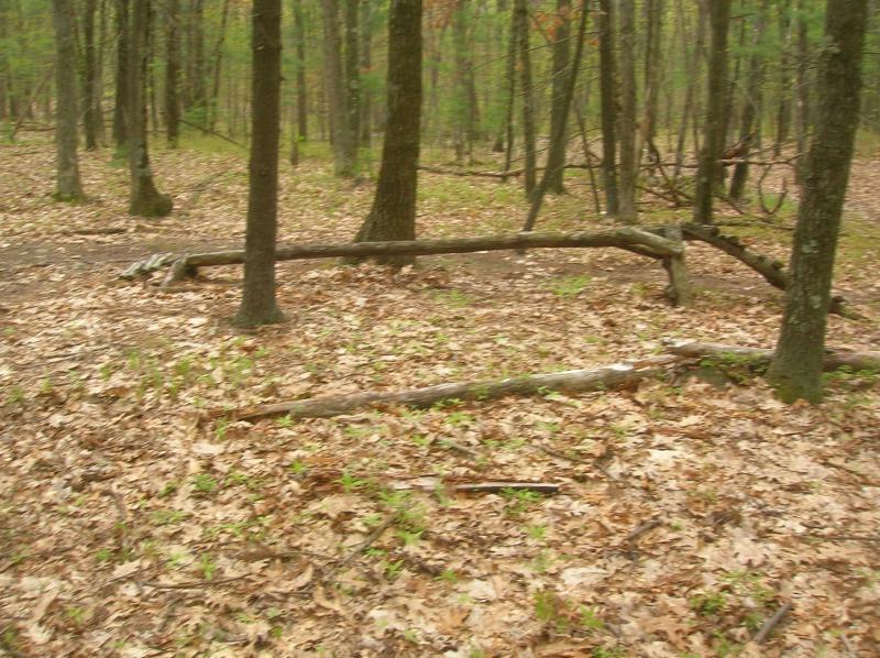 A forest scene featuring a wooded area with several trees, a layer of fallen leaves covering the ground, and some logs lying among the foliage. Landlocked Forest mountain bike trail.