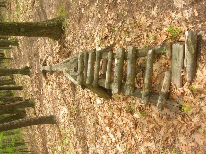 Wooden ladder made of logs, leading through a forested area covered with fallen leaves. Surrounding trees create a natural backdrop, suggesting a serene outdoor setting. Landlocked Forest mountain bike trail.