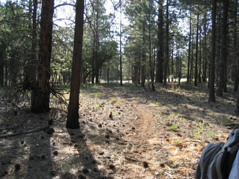 A sunlit pathway winding through a pine forest, surrounded by tall trees and scattered pinecones on the ground. The trail appears natural and slightly worn, indicating use by hikers or wildlife. Light filters through the leaves, creating a serene and inviting atmosphere. Tusuyan Trail mountain bike trail.