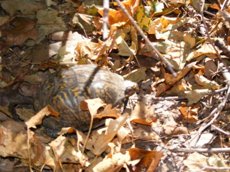 A turtle resting among fallen leaves and twigs in a natural setting, with its shell displaying intricate patterns and colors. Great Seal State Park mountain bike trail.