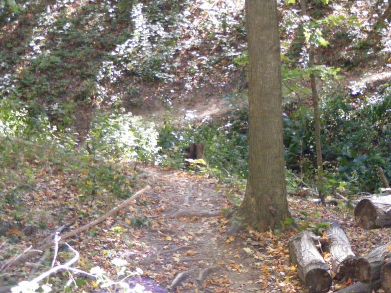 A serene forest scene featuring a dirt path surrounded by trees and vibrant green foliage. The ground is covered with fallen leaves, and several logs are scattered along the path. Sunlight filters through the trees, creating a dappled light effect on the landscape. Great Seal State Park mountain bike trail.