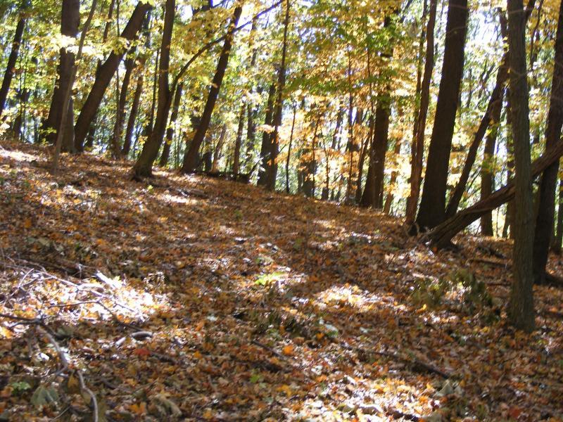 A sunlit forest scene in autumn, featuring tall trees with colorful leaves in shades of orange and yellow. The ground is covered in fallen leaves, creating a natural carpet, and the light creates dappled shadows across the landscape. Great Seal State Park mountain bike trail.