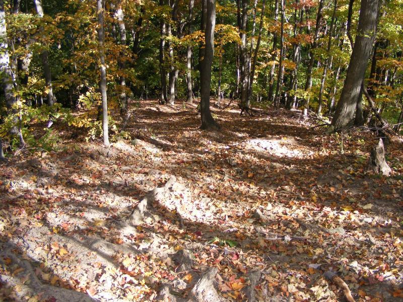 A forest scene featuring a mixture of trees with colorful autumn leaves scattered across the ground. The sunlight filters through the branches, creating dappled shadows on the leaf-littered forest floor. Great Seal State Park mountain bike trail.