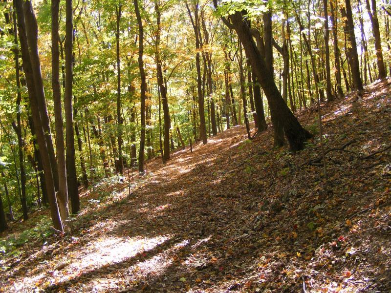 A sunlit forest trail surrounded by tall trees with vibrant green leaves, showing signs of autumn with a carpet of fallen leaves on the ground. The path winds gently through the trees, creating a serene and peaceful atmosphere. Great Seal State Park mountain bike trail.