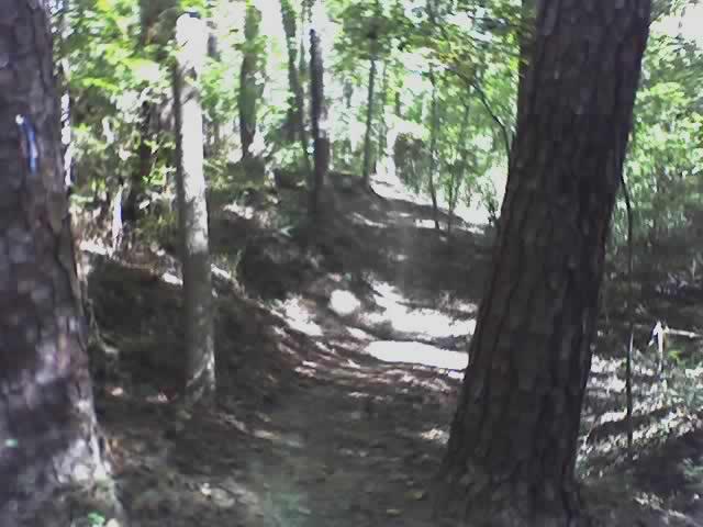 A narrow dirt trail winding through a dense woodland area, flanked by tall trees and lush green foliage. Sunlight filters through the leaves, creating dappled light on the ground. The path appears lightly used, with scattered leaves and signs of a natural and serene environment. Morningside Nature Preserve mountain bike trail.