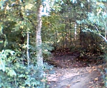 A narrow dirt path winding through a wooded area, surrounded by trees and lush greenery, with fallen leaves scattered on the ground. Athens Regional Park Trail mountain bike trail.