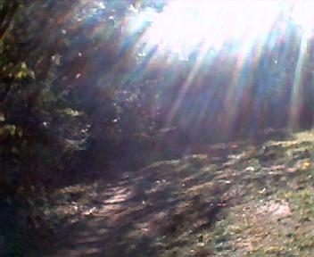 A sunlit path through a forest, with rays of sunlight filtering through the trees, creating a warm and inviting atmosphere. The ground is slightly uneven, hinting at a natural trail surrounded by greenery. Athens Regional Park Trail mountain bike trail.