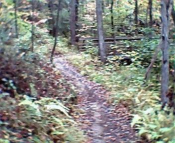 A winding dirt trail surrounded by lush greenery and trees, with autumn leaves scattered along the path. Brush Creek mountain bike trail.