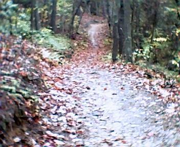 A dirt path winding through a forest, covered with fallen leaves and surrounded by trees. The trail appears slightly obscured in the distance, creating a sense of depth in the natural landscape. Brush Creek mountain bike trail.