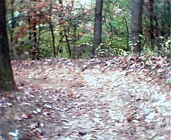 A winding dirt path covered with fallen leaves, surrounded by trees with green foliage and hints of autumn colors. Brush Creek mountain bike trail.