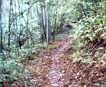 A winding dirt path surrounded by trees and shrubs, with autumn leaves scattered along the ground. The scene captures a tranquil forest setting with green foliage and a soft, natural light. Brush Creek mountain bike trail.