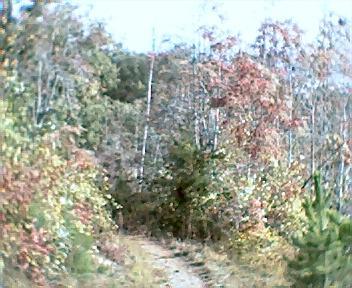 A narrow dirt path winding through a forest with trees displaying autumn foliage in shades of green, yellow, and orange. The scene is surrounded by dense vegetation, suggesting a tranquil, natural setting. Brush Creek mountain bike trail.