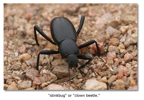Close-up image of a black insect, commonly referred to as a stinkbug or clown beetle, positioned on a surface of small gravel or dirt. The insect is shown from a top-down angle, highlighting its distinct body shape and long antennae.