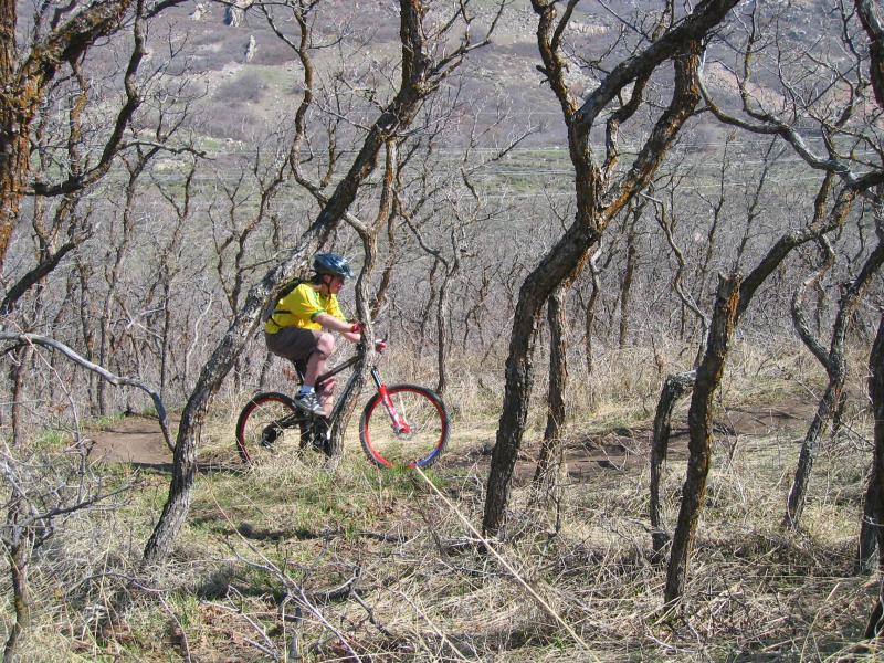 A person wearing a yellow shirt and a helmet rides a bike down a narrow trail surrounded by sparse trees on a sunny day. The landscape features dry grass and rocky terrain in the background. Bonneville Shoreline Trail - Ogden Section mountain bike trail.