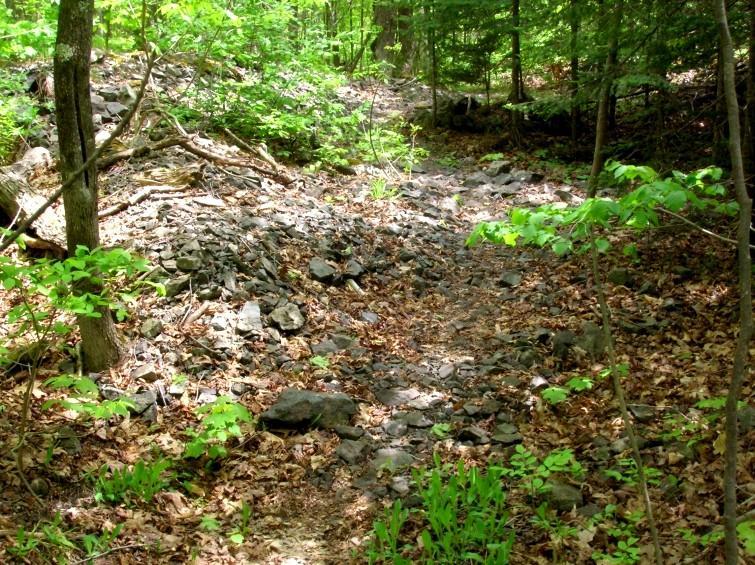 A rocky trail winding through a lush, green forest, surrounded by trees and scattered leaves on the ground. Sunlight filters through the foliage, illuminating the path and enhancing the vibrant greenery. Michigan Tech Trails mountain bike trail.