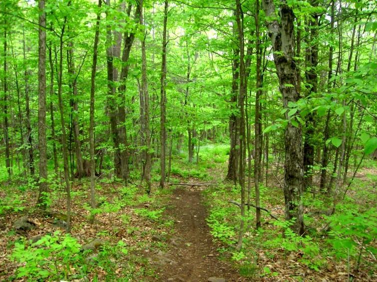 A winding dirt path leading through a lush, green forest, surrounded by vibrant leaves and tall trees. Sunlight filters through the canopy, creating a serene and inviting atmosphere. Michigan Tech Trails mountain bike trail.