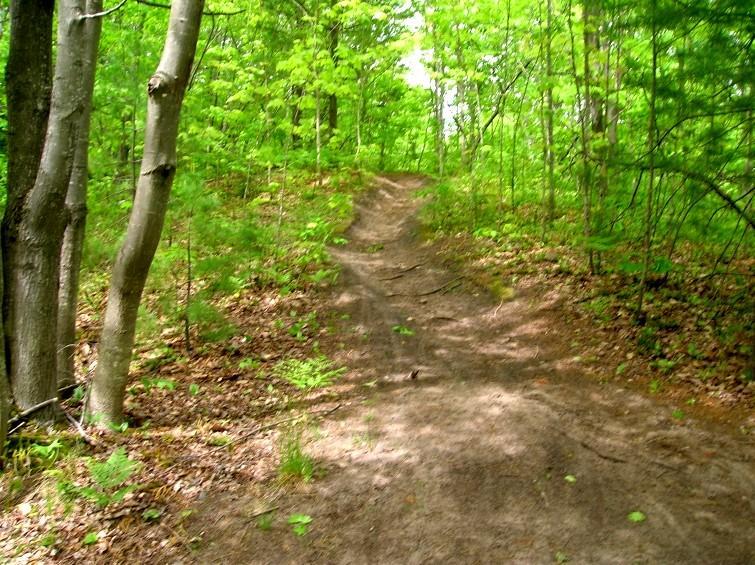 A dirt path winding through a lush green forest, surrounded by trees and greenery, with sunlight filtering through the leaves. Michigan Tech Trails mountain bike trail.