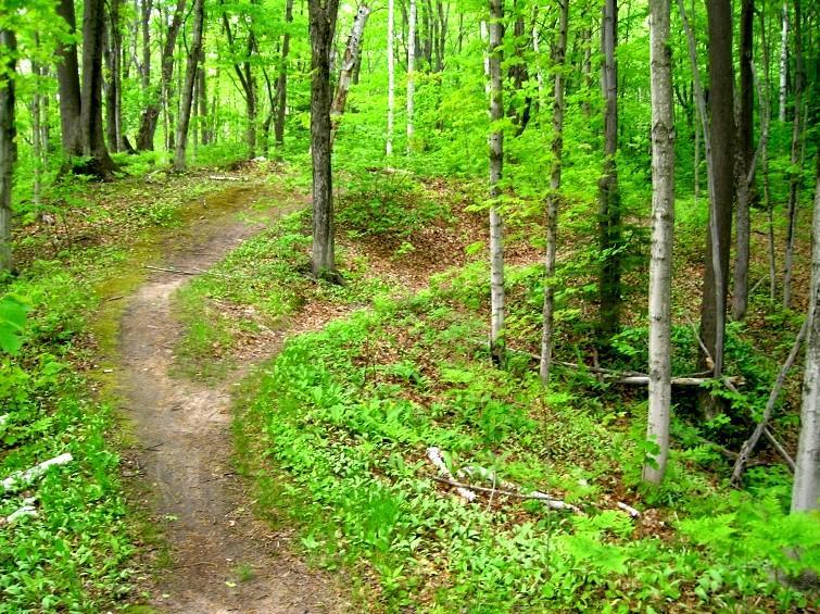 A winding dirt path through a lush, green forest, surrounded by tall trees and vibrant foliage. Michigan Tech Trails mountain bike trail.