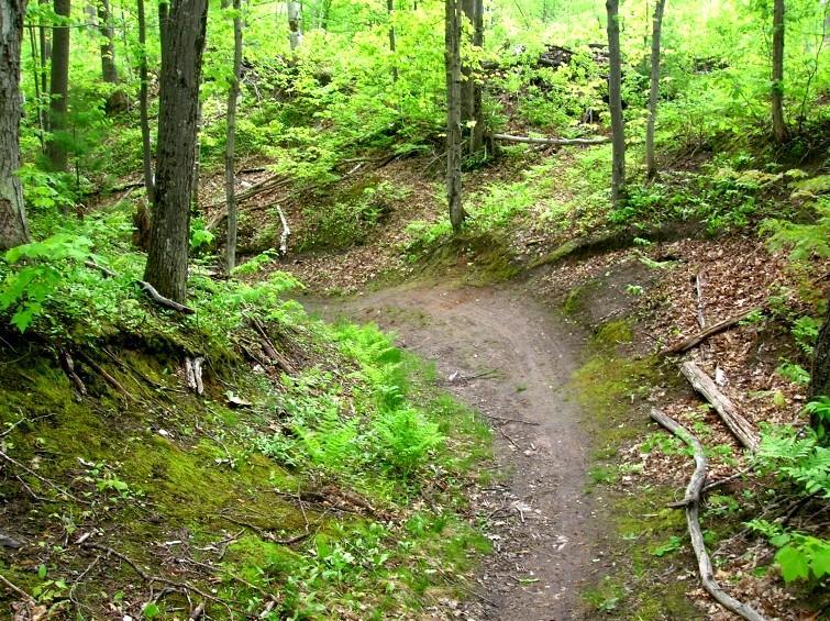 A winding dirt path surrounded by lush green trees and ferns in a forest setting. The trail curves gently, leading into a serene natural landscape. Michigan Tech Trails mountain bike trail.