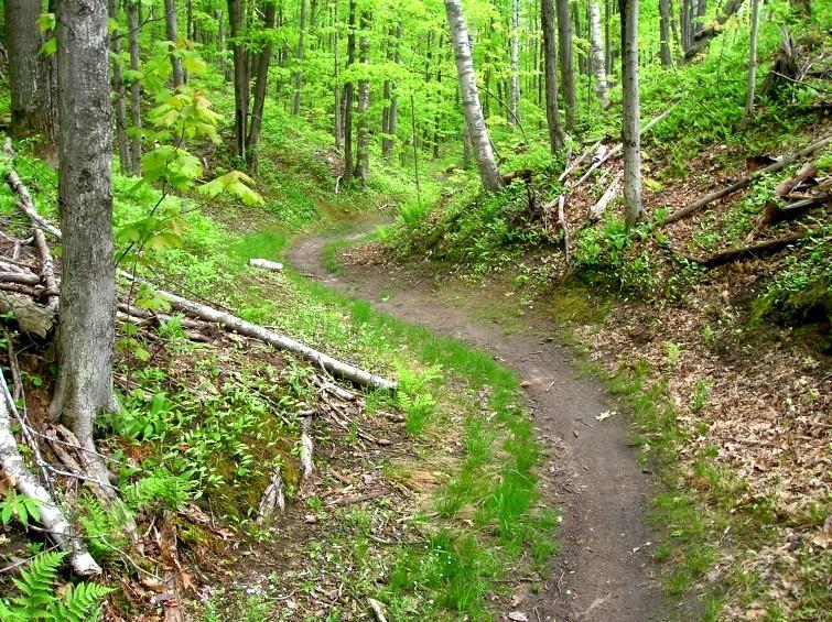 A winding dirt path meanders through a lush green forest, surrounded by tall trees and vibrant undergrowth. Sunlight gently filters through the foliage, creating a serene, inviting atmosphere. Michigan Tech Trails mountain bike trail.