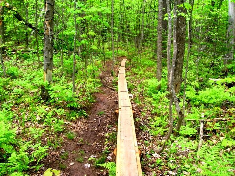 A wooden boardwalk path winding through a lush green forest, surrounded by tall trees and vibrant ferns, leading into the distance on a bright, sunny day. Michigan Tech Trails mountain bike trail.