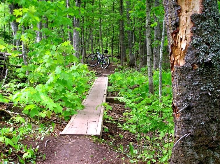 A serene forest path featuring a wooden bridge surrounded by lush green foliage, with a bicycle parked nearby. The scene captures a tranquil outdoor setting, showcasing tall trees and dense greenery. Michigan Tech Trails mountain bike trail.