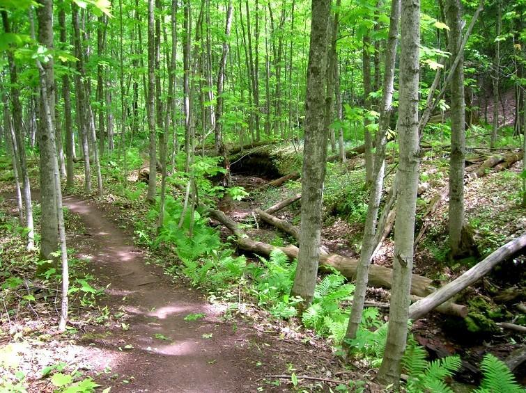 A lush green forest path winding through tall trees, with sunlight filtering through the leaves. The trail is bordered by ferns and fallen logs, creating a serene natural setting. Michigan Tech Trails mountain bike trail.