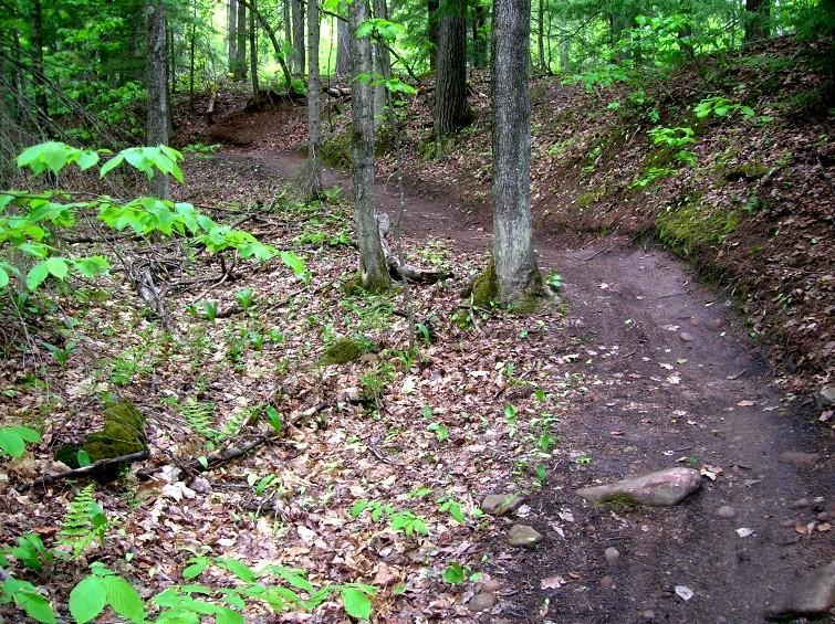 A dirt path winding through a lush green forest, surrounded by trees and scattered leaves. The trail splits into two directions, leading deeper into the tranquil wooded area. Michigan Tech Trails mountain bike trail.