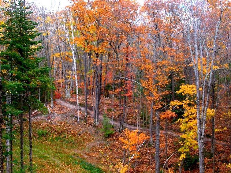 A scenic view of a forest in autumn, featuring trees with vibrant orange, yellow, and green leaves. A winding path cuts through the landscape, surrounded by a carpet of fallen leaves. The atmosphere conveys the beauty of fall. Michigan Tech Trails mountain bike trail.