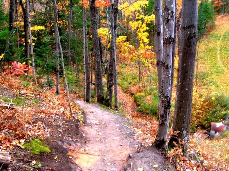A winding dirt path through a forest, lined by tall trees displaying vibrant autumn foliage in shades of yellow, orange, and red. The scene captures the essence of fall in a woodland setting, with fallen leaves scattered along the trail and a gentle slope leading into the distance. Michigan Tech Trails mountain bike trail.