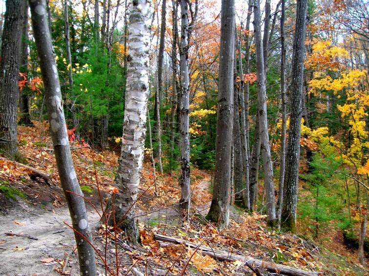 A tranquil forest scene featuring a winding path among tall trees with a mix of green and autumn-colored leaves. The ground is covered with fallen leaves and branches, while birch trees stand out with their white bark. The atmosphere conveys a peaceful, natural setting. Michigan Tech Trails mountain bike trail.