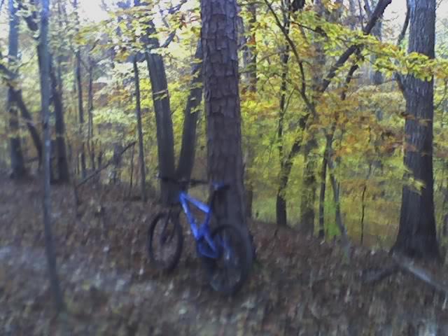 A blue mountain bike leaned against a tree in a forest during autumn, with colorful leaves on the trees and fallen leaves on the ground. Wild Turkey mountain bike trail.