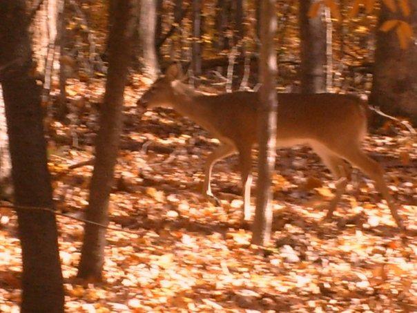 A deer walking through a forest filled with trees and fallen autumn leaves. The scene captures the warm colors of fall with a soft focus on the deer moving gracefully among the trees. Wild Turkey mountain bike trail.