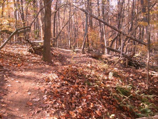 A serene forest path winding through a wooded area, covered with fallen autumn leaves. Vibrant trees with orange and gold foliage surround the trail, while some branches lie across the path, highlighting the tranquility of nature in fall. Wild Turkey mountain bike trail.